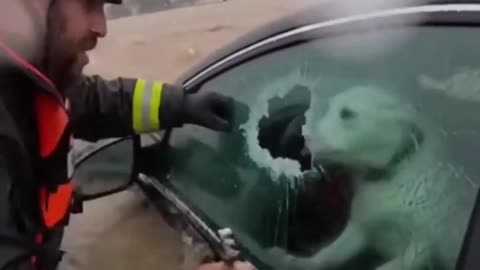 Dog stuck in a sinking car
