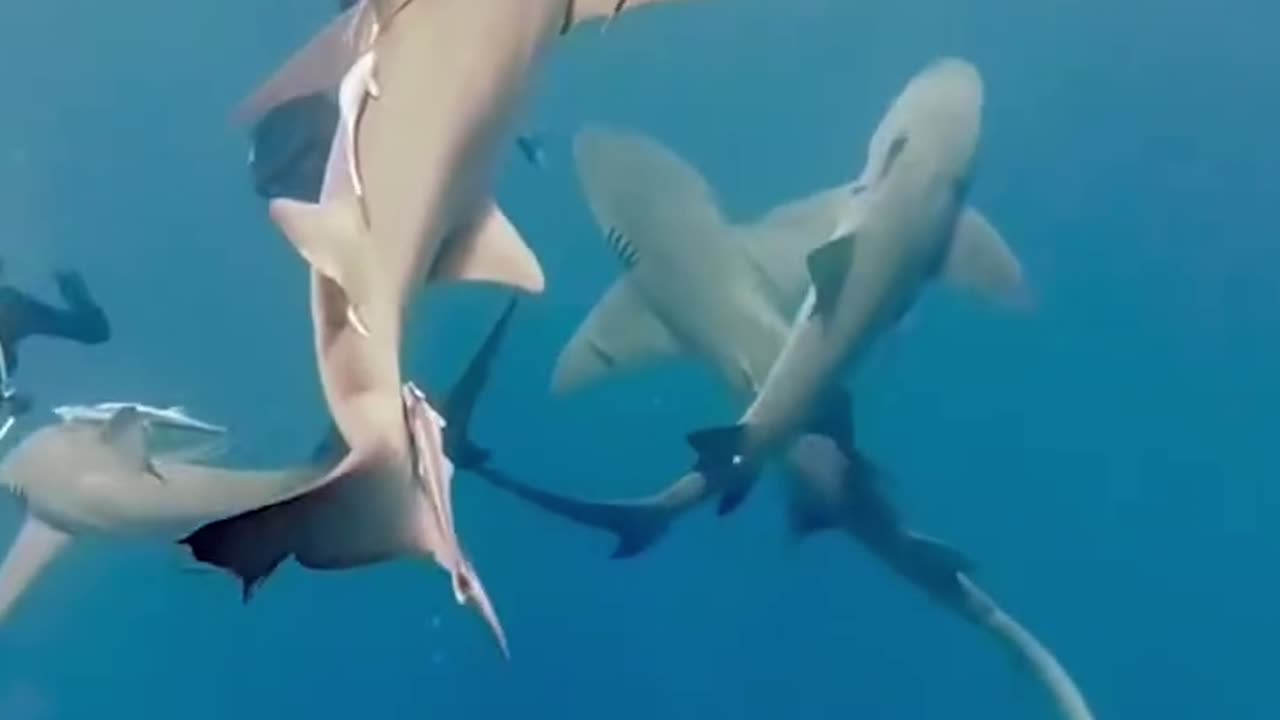 A diver was bitten on the arm by a shark off the Florida coast.