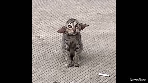 Funny cats 🤣