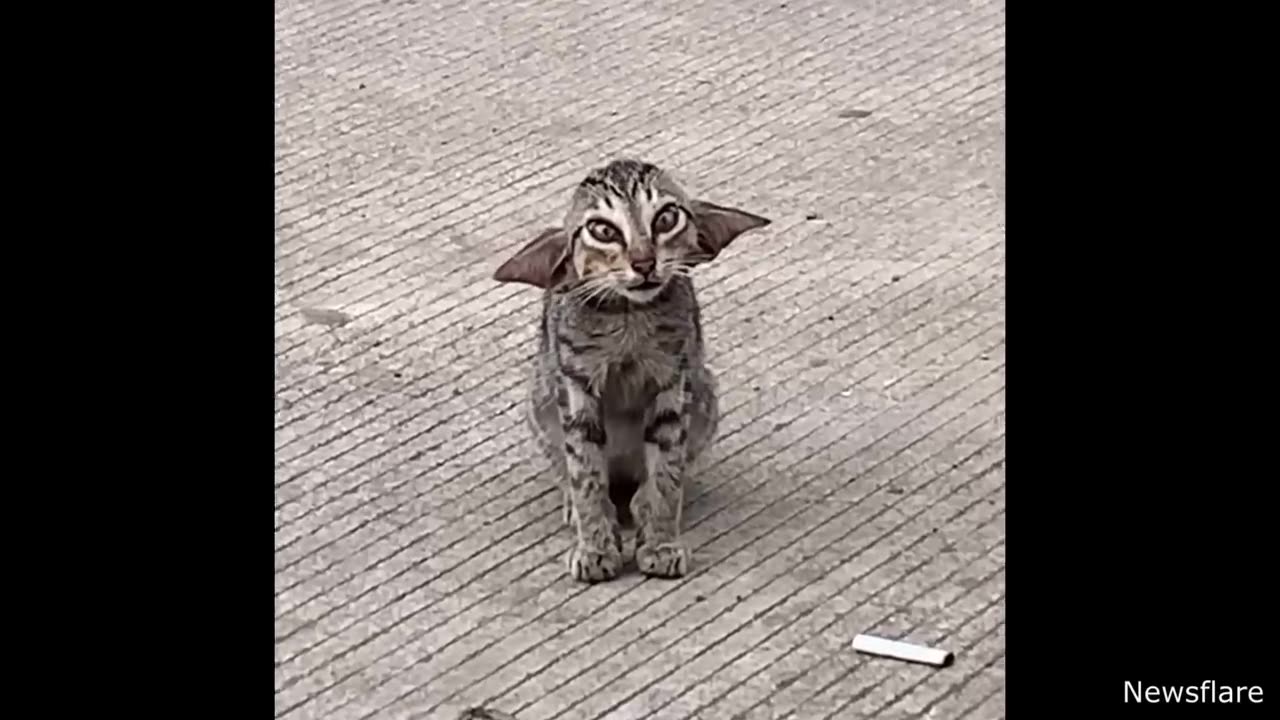 Funny cats 🤣
