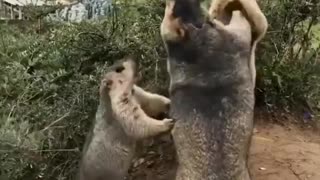 A little marmot trying to break a fight between two adult marmots