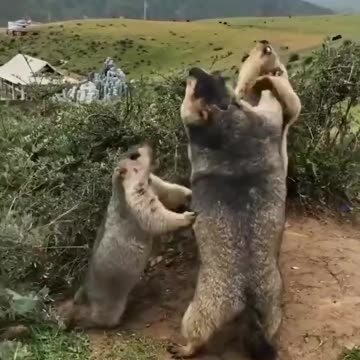 A little marmot trying to break a fight between two adult marmots
