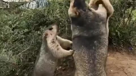 A little marmot trying to break a fight between two adult marmots