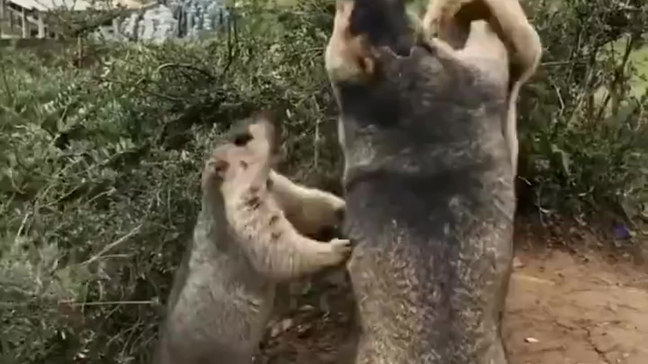 A little marmot trying to break a fight between two adult marmots