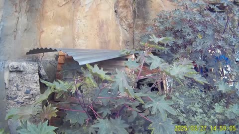 250327A___Madeira_NS-404,_setting_up_second_layer_of_roof_at_cave_entrance.(1080p)
