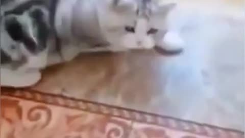 Funny cats