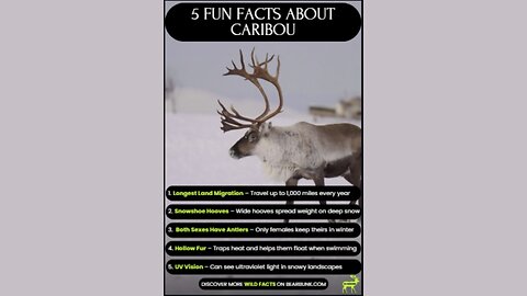 5 Fun Facts About Caribou | Masters of the Arctic #reindeer