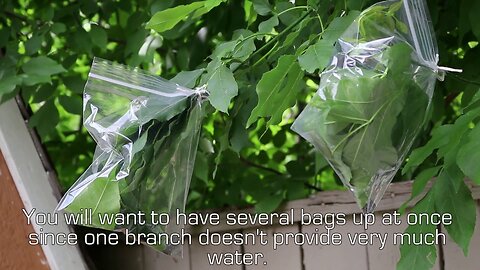How to Collect Clean, Drinkable Water from Plants