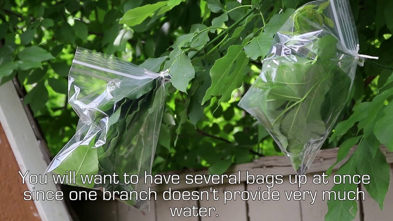 How to Collect Clean, Drinkable Water from Plants