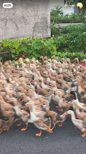 cross the road animals