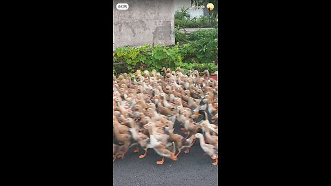 cross the road animals