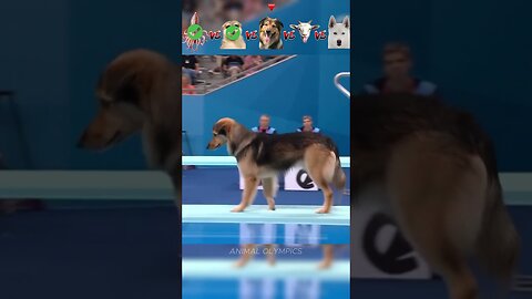 Octupus vs Sloth vs Dog vs Goat vs Cat-Olympic Diving Challenge