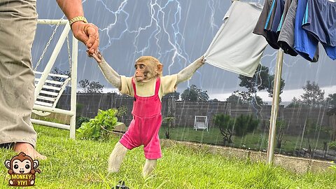 Monkey baby YiYi knows how to call grandpa to get clothes when it's rain and thunder
