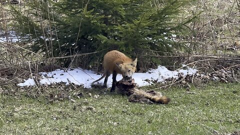 Coyote or Fox 3