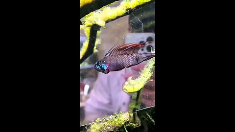 look this a king kids