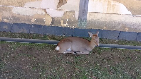 奈良県にいる鹿さんの映像
