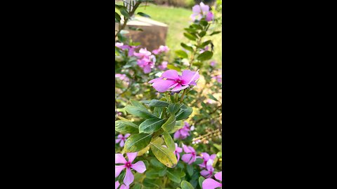 Beautiful Natural Flowers in Full Bloom | Relaxing Nature Views