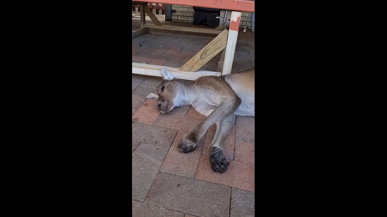 Funny kangaroo wants to sleep