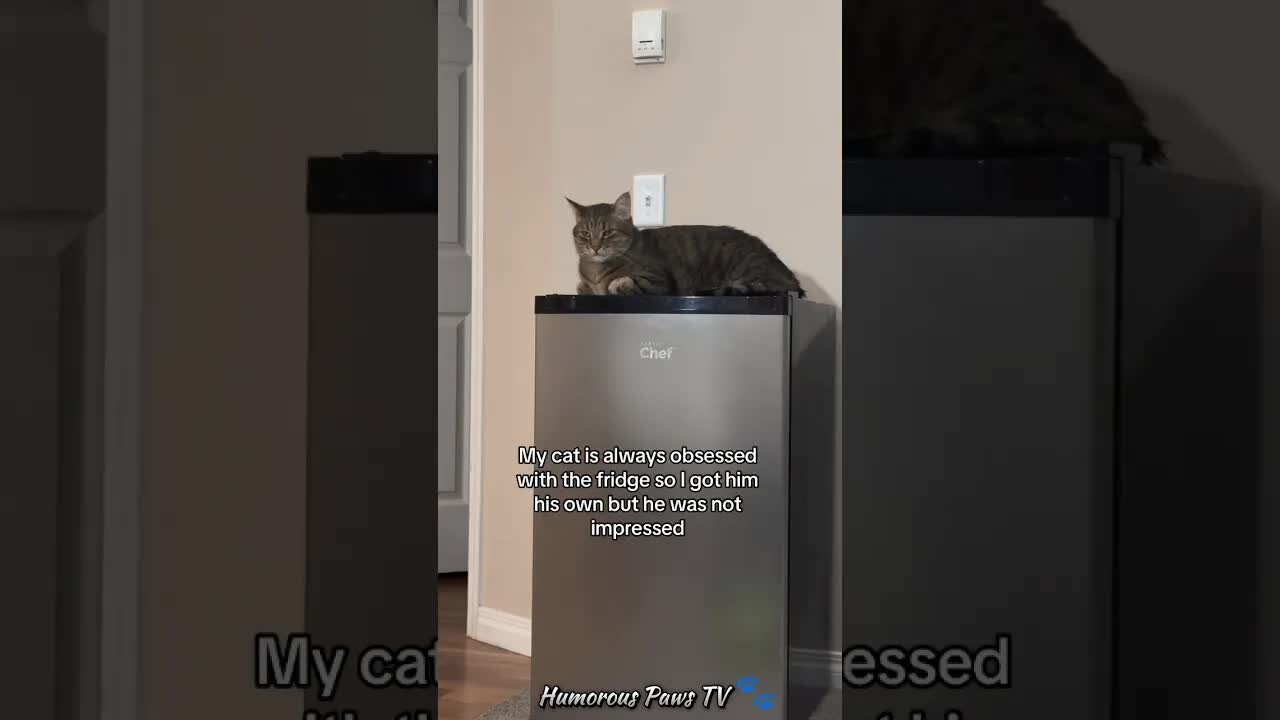 Funny animals 2024😂- Funniest Cats and Dogs Video😹🐶