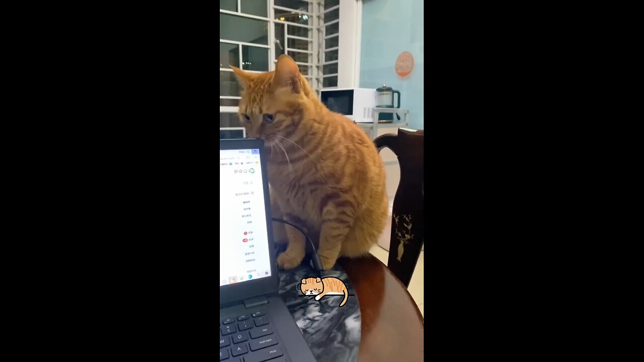 funny cat