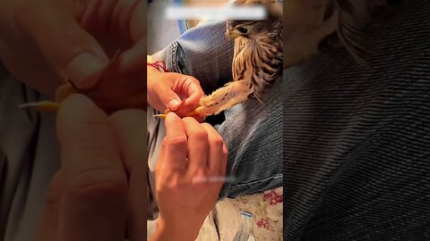 The falcon was stuck by the dam and people saved his life