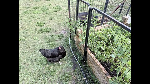 Healthy Free-range Chickens