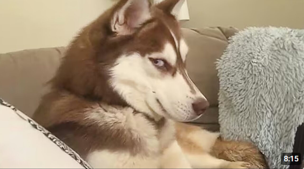 Get a Husky they said, It will be fun🤣