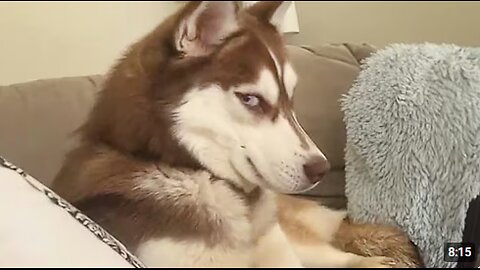 Get a Husky they said, It will be fun🤣