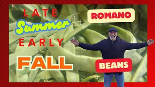 Italian Romano Beans – Fresh, Seasonal, and Flavorful | Dan the Produce Man