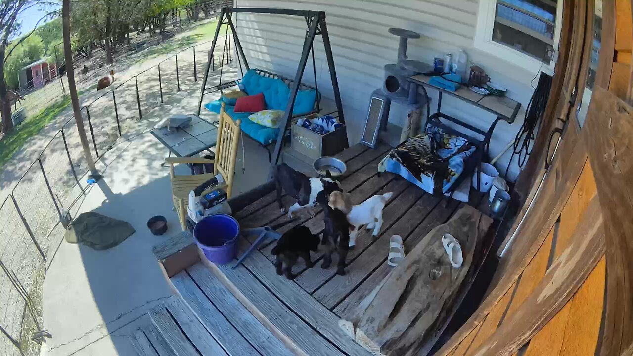 Baby goats hanging out with uncle banjo