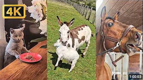1 Hour of Viral Animal Videos | FUNNY Pet Shorts
