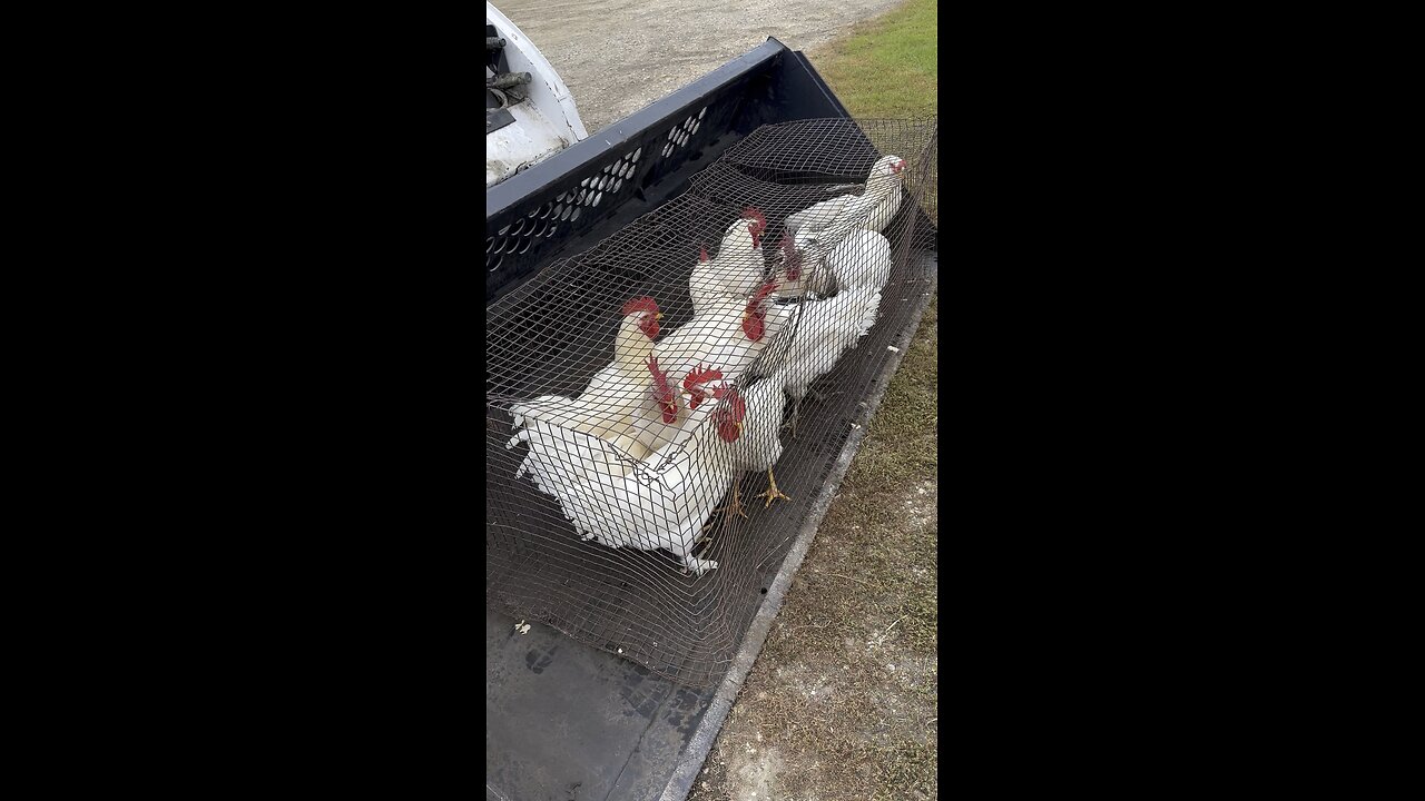 Chicken Butchering Day