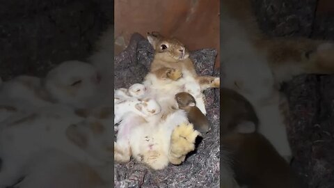 Little milk rabbit sucking milk, cute pet rabbit, cute little pastoral pet