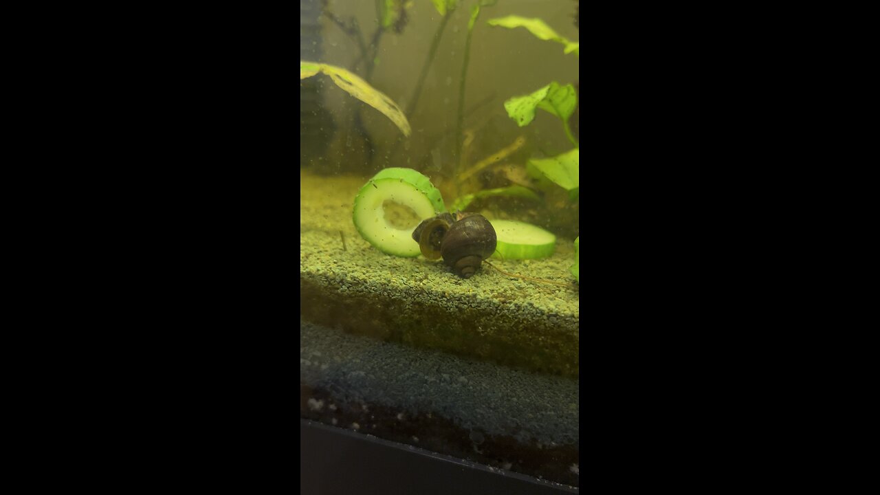Snails love cucumbers