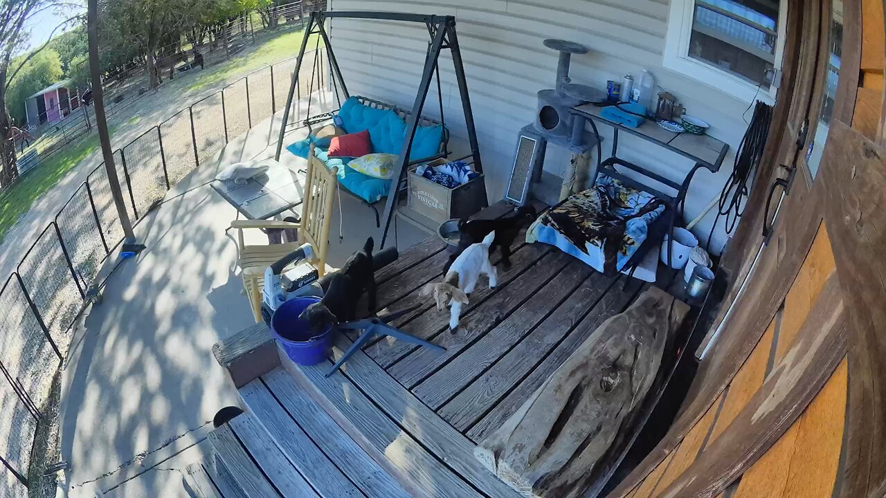 Baby goats jumping around