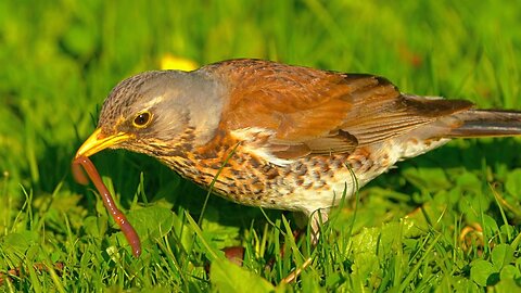 Fieldfare Running Around Hunting on a Field