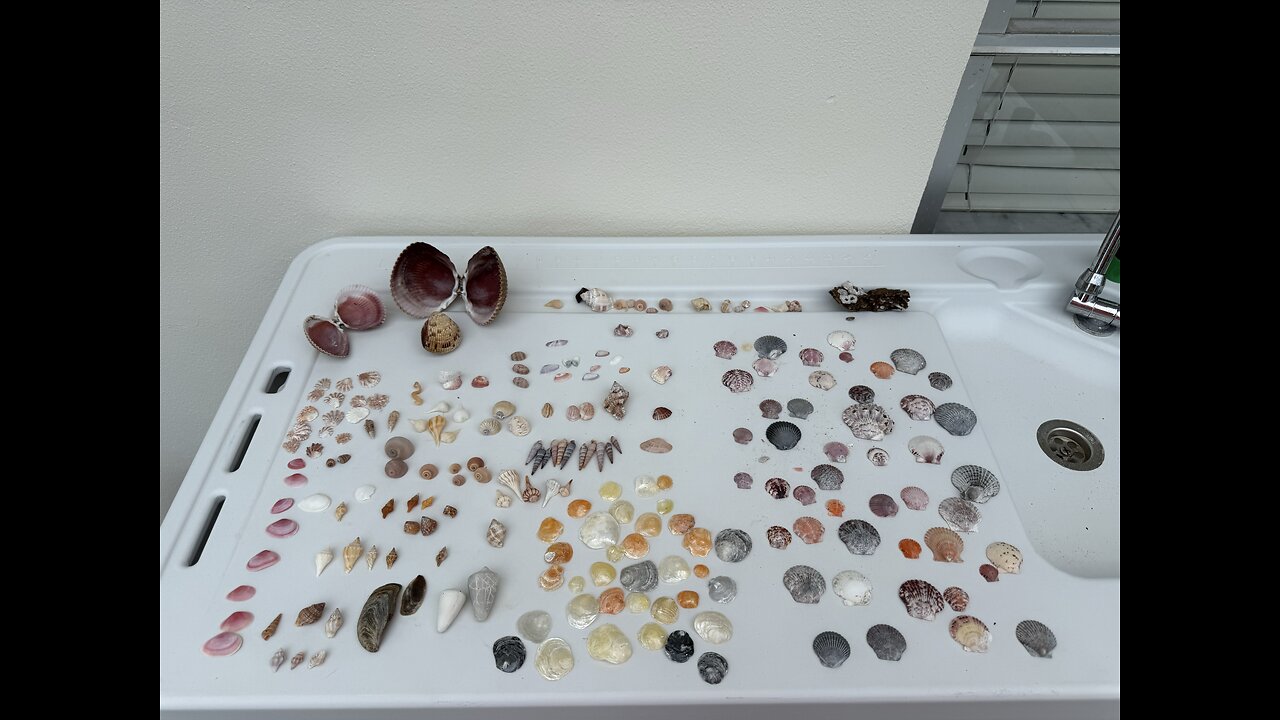 Beach Finds 8/12/2025 | 4K