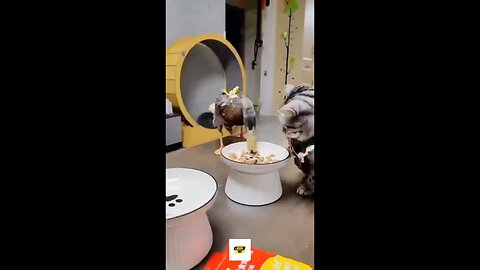 Feathered Fury vs. Fluffy Claws: Duck Challenges Cat in Hilarious Showdown!