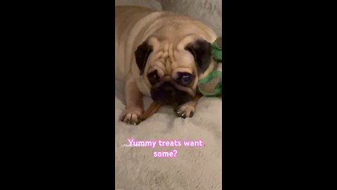 Cute Pug