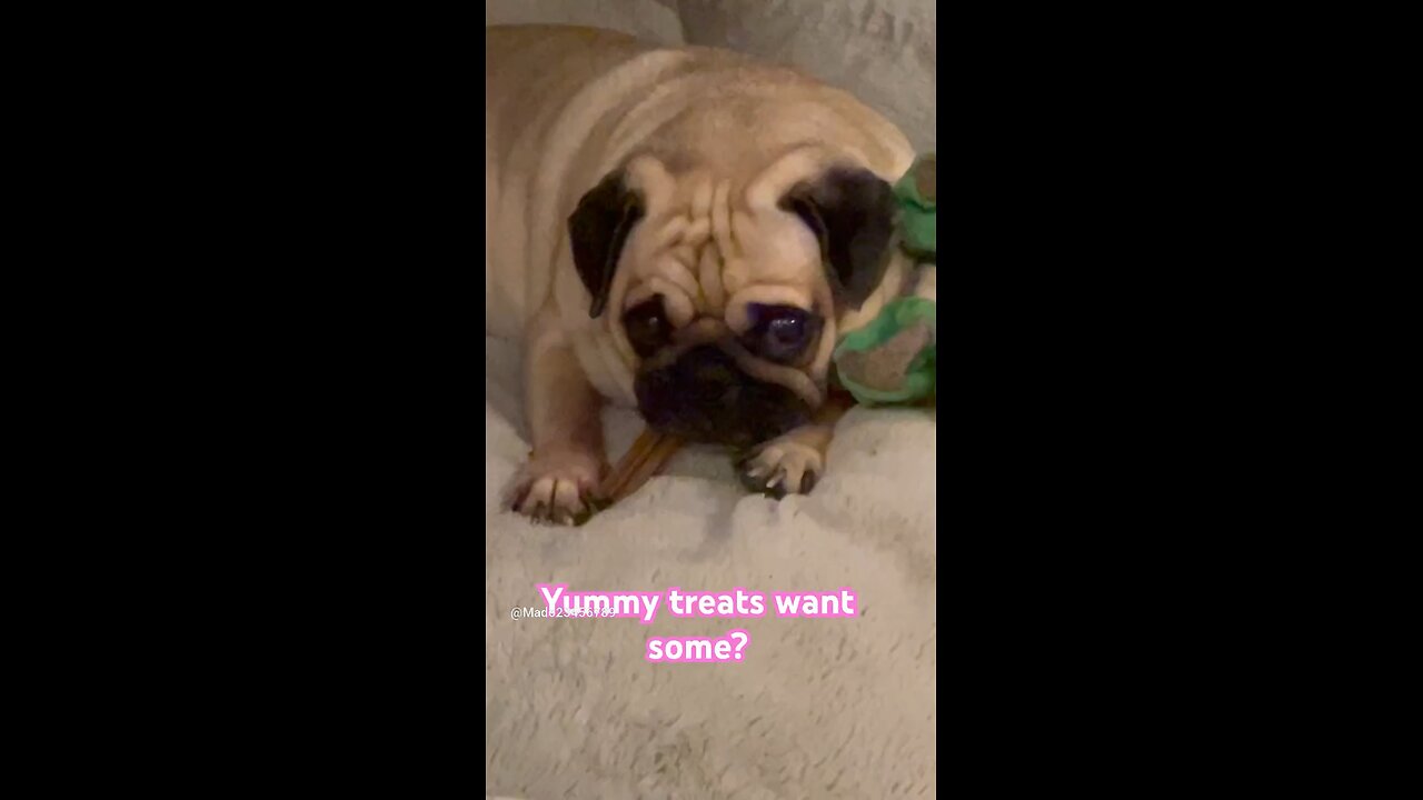 Cute Pug