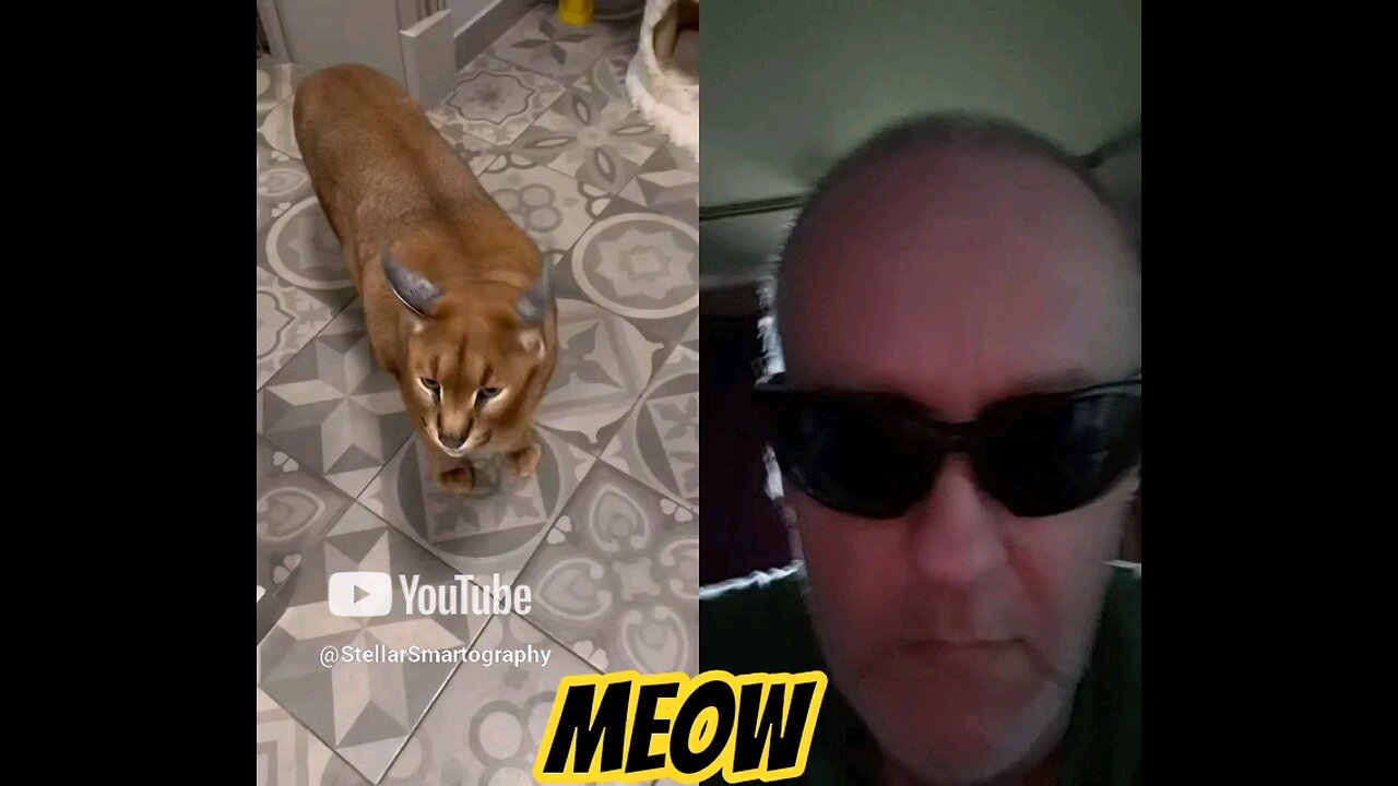 Kiss This Kitty For $50 or No?