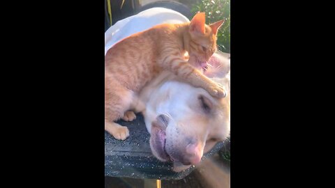 cat and dog