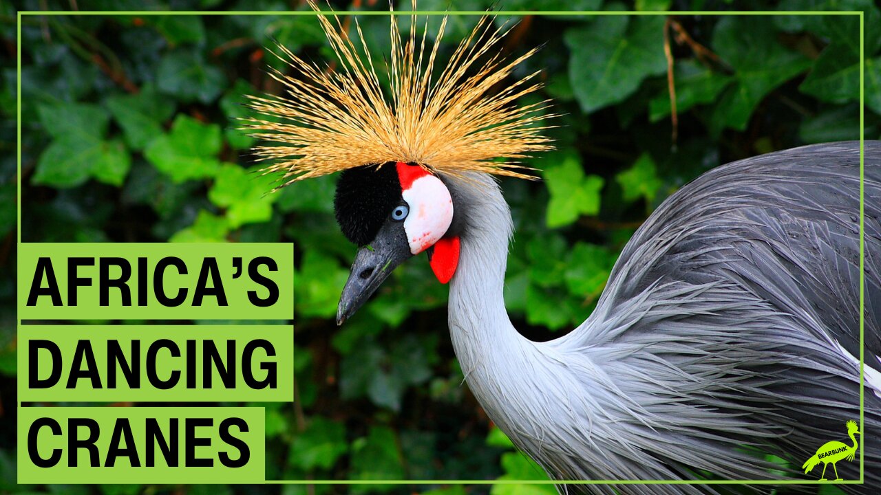 Crowned Cranes Africa’s Dancing Birds with Golden Crowns