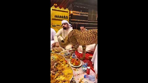 Sheikhs own lion as pets