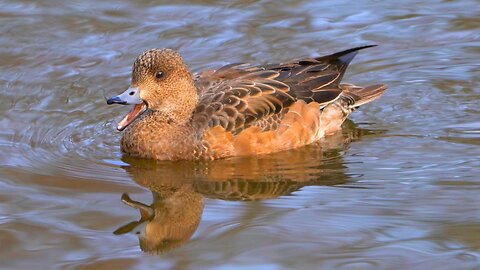 Female Eurasian Wigeon Duck Swimming and Swirling at the Pond