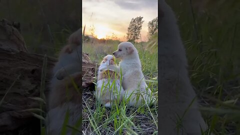 I will wait for the moonlight at night. Cute pet rabbit. Cute little dog in the countryside.
