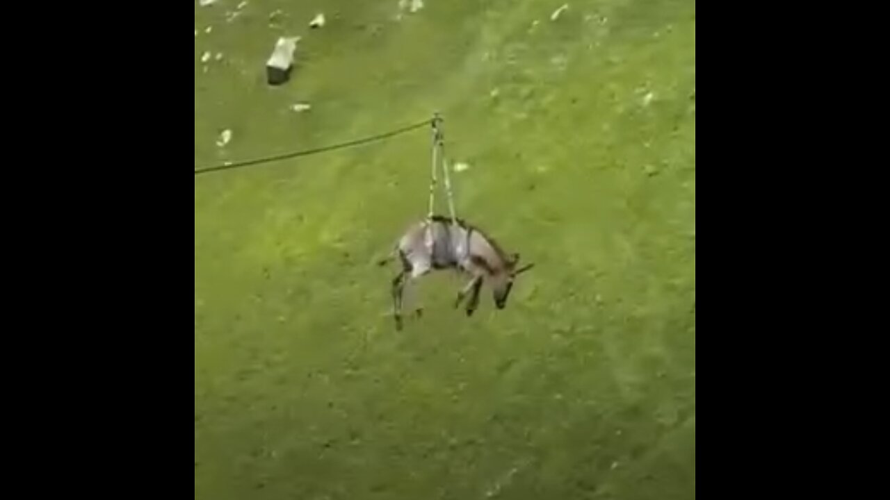 Hombre provoca indignación al lanzar un burro en una tirolesa