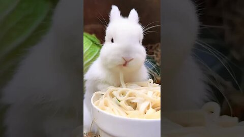 The little rabbit eating noodles is so cute. Cute pet debut plan. Rabbit. Rural cute pet.