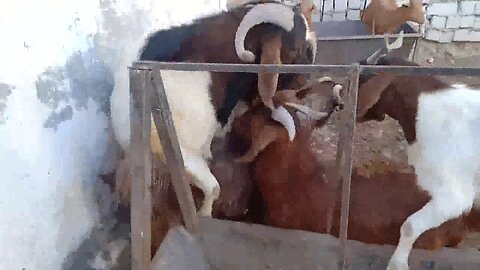 Ideal goat health