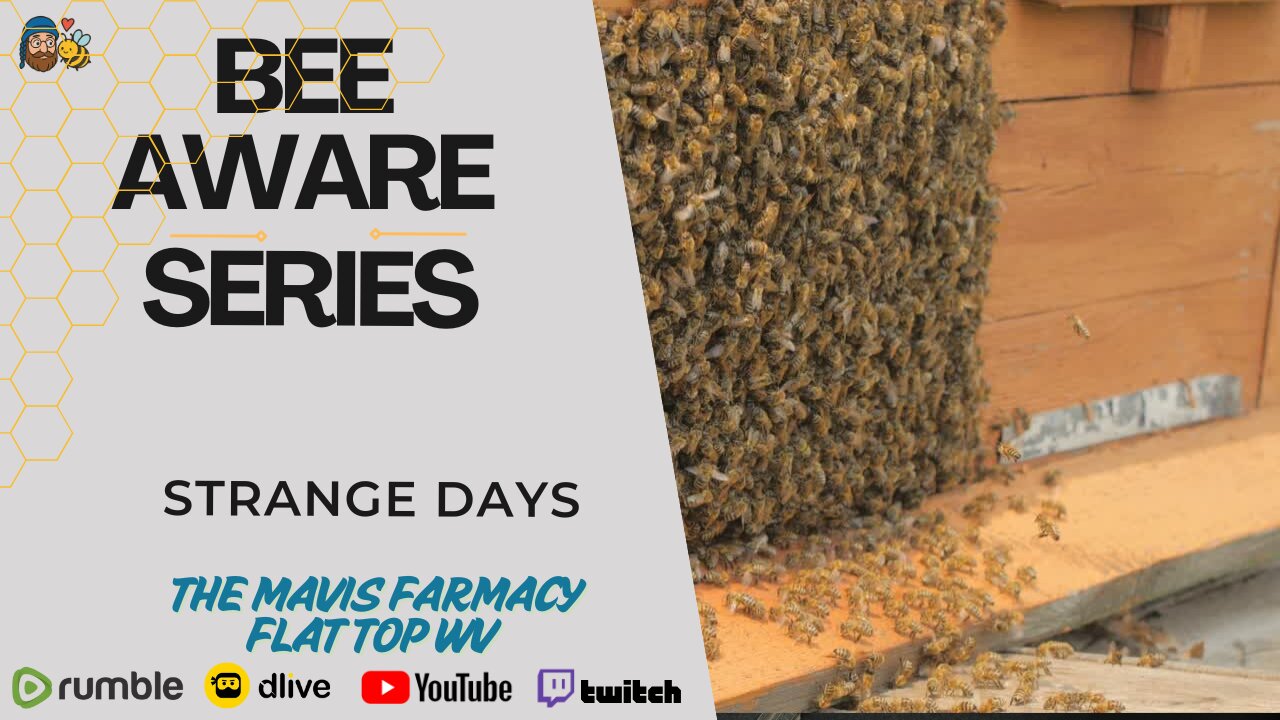 Strange Days | Bee Aware Series : Being are acting like they want to swarm
